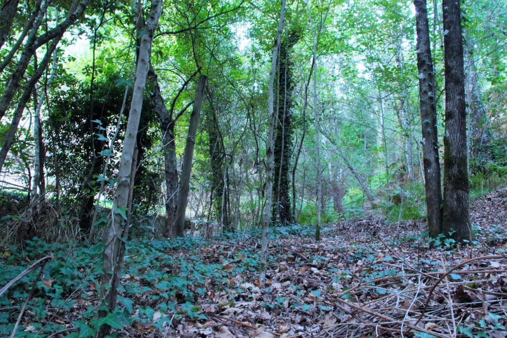 מלון Marco de Canavezes Eco Camping Juncal מראה חיצוני תמונה